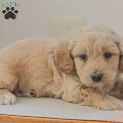 Max F1bb/Mini Goldendoodle									Puppy/Male	/6 Weeks,Max is a cuddly, and playfull Mini Goldendoodle. He is well socialized and our children love to play with Max and his siblings!