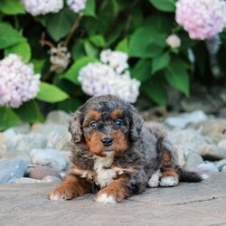 Cody/Mini Bernedoodle									Puppy/Male	/June 7th, 2024,Meet cody an adorable mini bernedoodle with a stunning blue merle coat and blue eyes. He is vet checked, dewormed and utd on vaccines. He has been raised by a family with children and loves to play. Call or text for more info today.