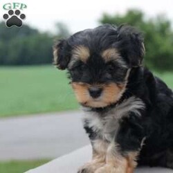 Gracie/Yorkie Poo									Puppy/Female	/7 Weeks,Gracie is a beautiful black and tan Yorkipoo puppy.  Her father is a toy poodle who weighs 7 pounds (he is our friend’s dog) and Gracie’s mother, Gidget, is a Yorkipoo who belongs to us.  Gracie’s personality is perfect…playful but also a very relaxed puppy.  She loves to play as much as she loves to snuggle.  Our puppies are raised by our family as a hobby.  We have always loved dogs and find much joy in connecting our cute puppies to the perfect home.  