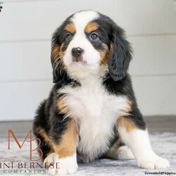 Kit/Miniature Bernese Mountain Dog									Puppy/Male	/12 Weeks,Parents are OFA Health tested for Hips, Eyes, Heart and Patella and have been genetically tested to ensure a long happy healthy life for our pups.