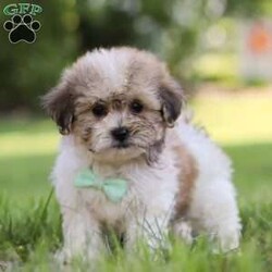 Knox/Shih-Poo									Puppy/Male	/8 Weeks,Introducing Knox the Shihpoo puppy – a delightful blend of Shihtzu and Mini Poodle! This little charmer is filled with love and energy, and he has a soft hypoallergenic coat that’s perfect for cuddles and playtime alike. With expressive, soulful eyes that will melt your heart, he is not just a pet, but a lifelong companion. This breed is known for their intelligence and gentle nature, which makes them the perfect addition to any loving family. Whether frolicking in the backyard or snuggling on the couch, he brings a perfect balance of affection and energy. The Mama, Arya is a 12 lb Shihtzu girl. Her friendly and outgoing personality attracts everyone to her! The Dad, Tucker is a 10 lb Mini Poodle. He is super intelligent and he loves hanging out with his people. This baby is microchipped, up to date on vaccines and dewormer and will be vet checked by our veterinarian. We also include our 30 day health guarantee. If you have any questions or if you are interested in meeting this little one, please call or text me anytime Monday through Saturday. -Lori Barkman