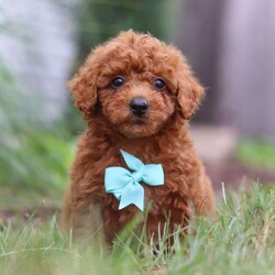 Auburn/Miniature Poodle									Puppy/Male	/8 Weeks,Introducing Auburn! This Mini Poodle cutie is a bundle of joy wrapped in fur. With his heart-melting eyes and fluffy ears, he is ready to steal your heart from the moment you meet him. This darling boy thrives on attention and playtime. Whether it’s a game of fetch or a snuggle session on the couch, he is always up for some fun and cuddles. His infectious energy and bubbly personality make every moment spent with him an absolute delight. With his soft, wiggly tail and endless enthusiasm, she will quickly become the center of attention wherever he goes. Get ready to embark on countless adventures and make cherished memories with this lovable little companion by your side.