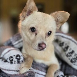 Adopt a dog:Blondie/Chihuahua/Female/Adult,WE ARE A TX BASED RESCUE. THIS DOG IS CURRENTLY LOCATED IN TX AND WILL BE TRANSPORTED UPON ADOPTION. Please fill out an adoption application found at haydudeequine.org

Addie - You are the bridge between what was and what will be, my pathway to a new life!

Hello hello everyone, my name is Blondie, looking for my Dagwood where our lives can also be filled with hilarious misadventures and endearing quirks!!  

I'm around 2 years old and come in at about 7lbs. While I do attach myself and love my person will all these 7lbs I'm not the biggest fan of those unknown persons. 

I do really well with other pups and would do great in a home with a 4 legged 'sibling' or just as great getting all your attention as your one and only! But I would prefer a more quiet home without small children, maybe where my person works from home or is retired. 

I will make a great companion for leisurely strolls thru the neighborhood, a playmate for another 4 legged 'sibling' and the greatest confidante from heart to heart conversations to keeping all your secrets.

From my adorableness to my sweet (for my person) nature, I'm ready to be all I can be....will I be YOURS?!!
Fill out my adoption application found at  haydudeequine.org