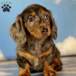 Wendy/Dachshund									Puppy/Female	/12 Weeks,Hey There, My name is Wendy! I am a very beautiful female ACA Mini Dachshund puppy! I was born on April 23rd, 2024. I am looking for my new family, could that be with you? If you choose me I will come home to you with my vaccinations and deworming up to date and I will also be ACA Registered. If you think that I am the perfect pup for your family, then please call or text to find out more information about me!