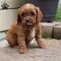 Captin Morgan/Cavapoo									Puppy/Male	/8 Weeks,Hey There, My name is Captin Morgan! I am a very cute male Cavapoo puppy. I was born on May 25th, 2024. I am such a sweet and playful little boy! I am looking for my new family, could that be with you? If you choose me I will come home to you vet checked and microchipped. If you think that I would make the perfect addition to your family, then please call or text to find out more information about me! 