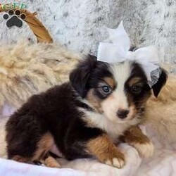 Zoe/Toy Australian Shepherd									Puppy/Female	/7 Weeks,Hello meet Zoe. Zoe is a Black tricolor toy size Australian Shepherd she has a very sweet personality loves attention and has lots of energy, she does really well with other dogs. Zoe mom is a Red tricolor toy Australian Shepherd and her dad is a Blue Merle mini Australian Shepherd on paper but he actually is the size of a toy. She has been examined by a Veterinary and is up-to-date on all her shots and dewormer. If you have any questions or are interested call, text, or Email Mike Hostetler. Ground and Airship is available for additional fees.