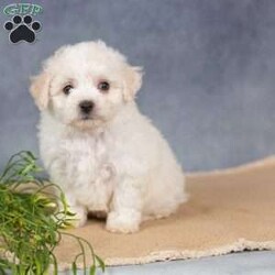 Sunkiss/Bichon Frise									Puppy/Female	/7 Weeks,Are you ready to welcome a new puppy into your family? Sunkiss is a cute and cuddly Bichon Frise puppy! Up to date on shots & wormer , vet checked, Family raised and is socialized with kids.  If you want to learn more about Sunkiss to see how to make this sweet pup yours, please call paw Tale Puppies  today.