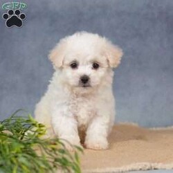 Scarlett/Bichon Frise									Puppy/Female	/7 Weeks,Are you ready to welcome a new puppy into your family? Scarlett is a cute and cuddly Bichon Frise puppy! Up to date on shots & wormer , vet checked, Family raised and is socialized with kids.  If you want to learn more about Scarlett to see how to make this sweet pup yours, please call paw Tale Puppies  today.