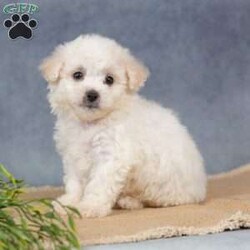 Scarlett/Bichon Frise									Puppy/Female	/7 Weeks,Are you ready to welcome a new puppy into your family? Scarlett is a cute and cuddly Bichon Frise puppy! Up to date on shots & wormer , vet checked, Family raised and is socialized with kids.  If you want to learn more about Scarlett to see how to make this sweet pup yours, please call paw Tale Puppies  today.