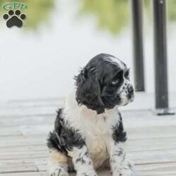 Knight/Cocker Spaniel									Puppy/Male	/June 16th, 2024,Meet our adorable and cuddly Cocker Spaniel puppies! They are family raised and well socialized. Our children love to give them hugs and snuggles. Our puppies come with a 1 year genetic health guarantee , they have been vet checked, and are up to date on dewormer and vaccinations. Call today to schedule a visit with one of our puppies!