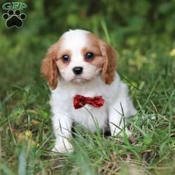 Goofy/Cavalier King Charles Spaniel									Puppy/Male	/7 Weeks,Goofy is the definition of “pawsitively” delightful! He has the cutest little face of a AKC Cavalier King Charles Spaniel, always ready to brighten your day with his playful antics. This little guy is incredibly affectionate and loves snuggles, making the perfect cuddle buddy. With bright eyes that seem to sparkle with mischief and warmth, he is always ready to embark on a new adventure or curl up by your side for a relaxing afternoon nap. Whether he’s impressing you with his quick learning abilities during training sessions or showering you with licks and tail wags, his joyful spirit and gentle demeanor make him an irresistible addition to any loving home. His friendly nature, boundless energy and little sparks of spunk will keep you entertained, and his endearing loyalty will warm your heart.