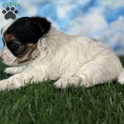 Grace/Yorkie									Puppy/Female	/5 Weeks,Hey There, My name is Grace! I am a very beautiful female Biewer puppy! ! I was born on July 8th, 2024. I am such a sweet little girl! I’m looking for my new family, could that be with you? If you choose me I will come home to you vet checked with my vaccinations and deworming up to date and I will also be microchipped! If you think that I would be the perfect little addition for your family, then please call or text to find out more information about me! I am located in Canton, Ohio!