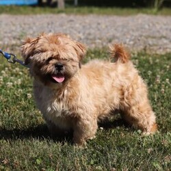 Fireball/Shih Tzu									Puppy/Male	/8 Weeks,Meet Fireball! This handsome AKC ShihTzu puppy is an absolute bundle of joy. With his silky, stunning coat and expressive dark eyes, it’s impossible not to fall in love at first sight. Full of playful energy and a gentle demeanor, this little one is perfect for cuddling and companionship. ShihTzus are known for their affectionate nature, and this puppy is no exception- always eager to be by your side, whether it’s for a walk in the park or a cozy nap at home. Raised with care, we are dedicated to ensuring that this baby is both happy and healthy, making the transition to his new home as smooth as possible!