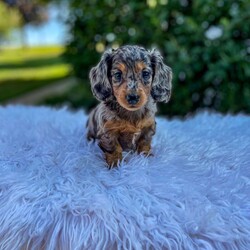 Jewel/Dachshund									Puppy/Female	/8 Weeks,Meet Jewel. This adorable mini long haired Dachshund puppy is well socialized and in a family home. She is vet checked, up to date on shots, and dewormed. 