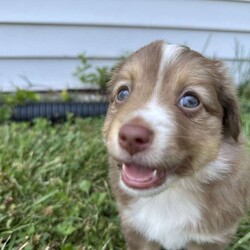 Honey/Miniature Australian Shepherd									Puppy/Female	/8 Weeks,This furball of energy is sure to greet you at the door with loads of kisses. Honey may be the smallest of her litter, but she has the most love to give. 