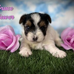 Grace/Yorkie									Puppy/Female	/5 Weeks,Hey There, My name is Grace! I am a very beautiful female Biewer puppy! ! I was born on July 8th, 2024. I am such a sweet little girl! I’m looking for my new family, could that be with you? If you choose me I will come home to you vet checked with my vaccinations and deworming up to date and I will also be microchipped! If you think that I would be the perfect little addition for your family, then please call or text to find out more information about me! I am located in Canton, Ohio!