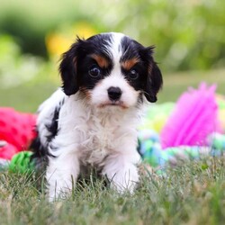 Barnaby/Cavalier King Charles Spaniel									Puppy/Male	/7 Weeks,Meet Barnaby, a friendly little AKC Cavalier King Charles Spaniel puppy! He has a stunning, silky coat and big innocent eyes that will have you attached to him in no time. He is the perfect size to join you on all your everyday activities, big enough to keep up with a fast paced life, but small enough to be by your side no matter where you go. Cavaliers are known for calm and sweet nature, and they are usually great with kids so make wonderful family pets!