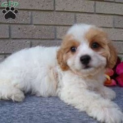 Addy/Cavachon									Puppy/Female	/10 Weeks,Hi, im a Cavashon puppy. I am looking forward to meeting you! I am up to date with my immunizations, my wormer medications, and I have a Micro-chip so that I can be easily identified if I ever become lost! 