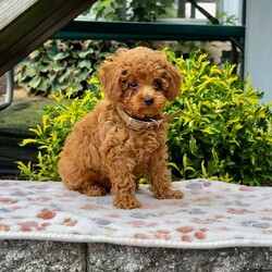 Ace/Maltipoo									Puppy/Male	/9 Weeks,Meet this beautiful Malti-poo puppy, who is waiting to meet you! Ace, is cute as a button, socialized, and friendly. He has a plush coat of the softest reddish hair.  He is being family raised with children and could be the perfect addition to your family. Vet checked and up to date on shots and de-wormer, Ace, comes home with a 30 day health guarantee as well as an extended genetic health guarantee, both provided by the breeders. Learn more and schedule your visit to meet Ace, by calling Daniel today!