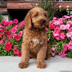 Aria/Labradoodle									Puppy/Female	/8 Weeks,Renowned for their trainability and eagerness to please, Labradoodles excel in agility and obedience training. Their gentle and welcoming nature also makes them well-suited for households with children and other pets. They excel in diverse roles such as therapy, assistance, and companionship due to their adaptable and sociable nature.