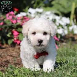 Gem/Bichon Frise									Puppy/Male	/8 Weeks,Meet Gem, an AKC Bichon puppy who’s as charming as can be! With his snow white, fluffy coat and sparkling eyes, Gem is a little bundle of joy. He has a playful spirit but he also loves to cuddle, he makes the best side-kick and snuggle buddy. This breed is known for their lively and playful nature, they also tend to be very smart and eager to please which makes the training process relatively easy. This little guy has a happy energy that’s contagious, he knows how to brighten any ordinary day!