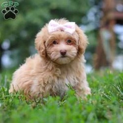 Dixie/Maltipoo									Puppy/Female	/10 Weeks,Meet Dixie, an adorable Maltipoo who is ready to fill your home with love and laughter. With her soft, luscious coat and bright, expressive eyes, this little lady is a little ball of fluff who will melt your heart the moment you meet her. This sweet girl is vet checked, up to date on vaccines and dewormers, and microchipped, ensuring that she’s in perfect health and ready to join her forever family.