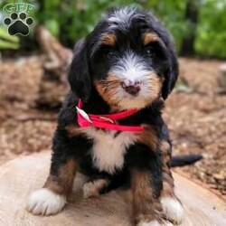 Penny/Mini Bernedoodle									Puppy/Female	/July 20th, 2024,Beartown Doodles is excited to introduce Penny, a sweet mini bernedoodle puppy raised with lots of love. Penny would love to have someone to be his furever companion. Mama Sophie did an amazing job raising this litter, she is a 35lb mini bernedoodle who is very loving and affectionate. Maxey (Dad) is a super friendly 45 lb mini bernedoodle. Both parents are genetic health tested giving you peace of mind that you will be getting a healthy puppy. 