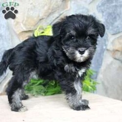 Darla/Miniature Schnauzer									Puppy/Female	/July 5th, 2024,Meet this adorable Miniature Schnauzer puppy with a natural tail and natural ears! This rare beauty comes up to date on shots and dewormer and vet checked! Both parents are our family pets and the puppies are very well socialized with children. If you are looking for a frisky, sweet, and attention motivated little puppy contact us today! 