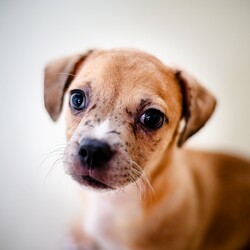 Adopt a dog:Jenner/French Bulldog/Male/Baby,Jenner is ready to find a home! He is the cutest little French Bulldog mix. Who could say no to that precious little puppy face?All of our animals are spayed/neutered, microchipped and vaccinated.

Adoption fees: dogs, $250 (unless otherwise noted); cats, $50