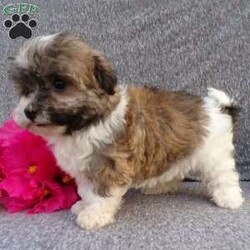 Lily/Havanese									Puppy/Female	/8 Weeks,Hi, im a Havanese puppy. I am looking forward to meeting you! I am up to date with my immunizations, my wormer medications, and I have a Micro-chip so that I can be easily identified if I ever become lost! 