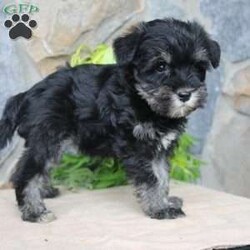 Darla/Miniature Schnauzer									Puppy/Female	/July 5th, 2024,Meet this adorable Miniature Schnauzer puppy with a natural tail and natural ears! This rare beauty comes up to date on shots and dewormer and vet checked! Both parents are our family pets and the puppies are very well socialized with children. If you are looking for a frisky, sweet, and attention motivated little puppy contact us today! 