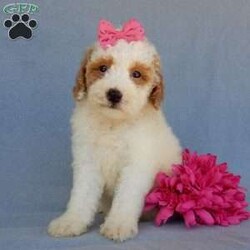 Emmy/Mini Goldendoodle									Puppy/Female	/7 Weeks,Prepare to fall in love !!! My name is Emmy and I’m the sweetest little F1b mini goldendoodle looking for my furever home! One look into my warm, loving eyes and at my silky soft coat and I’ll be sure to have captured your heart already! I’m very happy, playful and very kid friendly and I would love to fill your home with all my puppy love!! I am full of personality, and I give amazing puppy kisses! I stand out way above the rest with my beautiful red and white coat! I will come to you vet checked, microchipped and up to date on all vaccinations and dewormings . I come with a 1-year guarantee with the option of extending it to a 3-year guarantee and our puppies also come with 30 days of pet insurance! My mother is Sadie, our 35#mini goldendoodle with a heart of gold and my father is Atlas, our handsome 16#AKC red abstract mini poodle and he has been genetically tested clear! Both of my parents are very sweet and kid friendly which will make me the same and they are available to meet!! I will grow to approx 20-25# and I will be hypoallergenic and nonshedding! Why wait when you know I’m the one for you? Call or text Martha to make me the newest addition to your family and get ready to spend a lifetime of tail wagging fun with me! (7% sales tax on in home pickups)