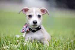 Kyon/Dachshund (Miniature Long Haired)/Male/Baby