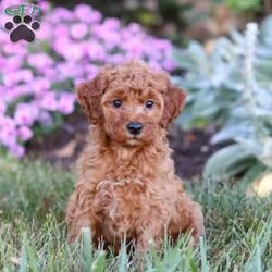 Pearl/Mini Goldendoodle									Puppy/Female	/6 Weeks,Meet Pearl, the cutest Mini Goldendoodle! Her twinkling eyes mirror the mischief she gets into, and her little tail never stops wagging, spreading joy wherever she goes. With her endearing puppy eyes and a penchant for cuddles, she loves playtime and learning new tricks to impress her favorite humans. With this little one around, every day is a new adventure filled with puppy love and endless tail wags!