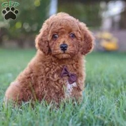 Bolt/Cavapoo									Puppy/Male	/8 Weeks,Meet your new best friend Bolt! This handsome Cavapoo puppy is ready to find a loving home and fill your life with joy. Bolt has a sweet temperament, he is super intelligent, and has a low shedding hypoallergenic coat, making him the perfect addition to any family that opens their hearts and arms to him.