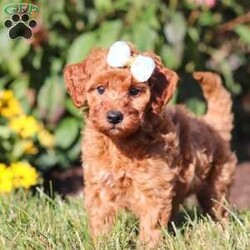 Pearl/Mini Goldendoodle									Puppy/Female	/6 Weeks,Meet Pearl, the cutest Mini Goldendoodle! Her twinkling eyes mirror the mischief she gets into, and her little tail never stops wagging, spreading joy wherever she goes. With her endearing puppy eyes and a penchant for cuddles, she loves playtime and learning new tricks to impress her favorite humans. With this little one around, every day is a new adventure filled with puppy love and endless tail wags!