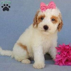 Emmy/Mini Goldendoodle									Puppy/Female	/7 Weeks,Prepare to fall in love !!! My name is Emmy and I’m the sweetest little F1b mini goldendoodle looking for my furever home! One look into my warm, loving eyes and at my silky soft coat and I’ll be sure to have captured your heart already! I’m very happy, playful and very kid friendly and I would love to fill your home with all my puppy love!! I am full of personality, and I give amazing puppy kisses! I stand out way above the rest with my beautiful red and white coat! I will come to you vet checked, microchipped and up to date on all vaccinations and dewormings . I come with a 1-year guarantee with the option of extending it to a 3-year guarantee and our puppies also come with 30 days of pet insurance! My mother is Sadie, our 35#mini goldendoodle with a heart of gold and my father is Atlas, our handsome 16#AKC red abstract mini poodle and he has been genetically tested clear! Both of my parents are very sweet and kid friendly which will make me the same and they are available to meet!! I will grow to approx 20-25# and I will be hypoallergenic and nonshedding! Why wait when you know I’m the one for you? Call or text Martha to make me the newest addition to your family and get ready to spend a lifetime of tail wagging fun with me! (7% sales tax on in home pickups)