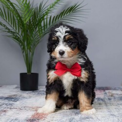 Tiger/Mini Bernedoodle									Puppy/Male	/7 Weeks