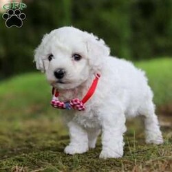 Rex/Bichon Frise									Puppy/Male	/7 Weeks,Meet Rex, the sweetest little Bichon boy with a heart as big as his fluffy coat! This little guy is more than just a pretty face he’s a bundle of love and personality wrapped in a pint-sized package. Whether he’s romping around with his toys or curling up in your lap for a cozy nap, this pup knows how to make every moment special. His gentle demeanor and curious spirit make him the perfect companion for any family, ready to bring happiness into your home.