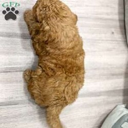 Charlie/Mini Goldendoodle									Puppy/Male	/6 Weeks,This sweet and adorable Mini Goldendoodle is looking for a forever family! Dad “Max” and Mom “Ginger”are both Mini Goldendoodles!