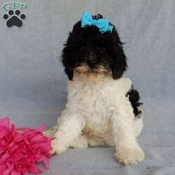 Charlotte/Cockapoo									Puppy/Female	/9 Weeks,Prepare to fall in love!!! My name is Charlotte and I’m the sweetest little F1b cockapoo looking for my furever home! One look into my warm, loving eyes and at my silky soft coat and I’ll be sure to have captured your heart already! I’m very happy, playful and very kid friendly and I would love to fill your home with all my puppy love!! I am full of personality, and ready for adventures! I stand out above the rest with my beautiful black and white coat!!… I will come to you vet checked, microchipped and up to date on all vaccinations and dewormings . I come with a 1-year guarantee with the option of extending it to a 3-year guarantee and shipping is available! My mother is Riley, our sweet 14#cockapoo with a heart of gold and my father is Nimbo, a 13# chocolate merle mini poodle and he has been genetically tested ! Both of the parents are on the premises and available to meet!! Why wait when you know I’m the one for you? Call or text Martha to make me the newest addition to your family and get ready to spend a lifetime of tail wagging fun with me! (7% sales tax on in home pickups)