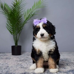 Bliss/Mini Bernedoodle									Puppy/Female	/7 Weeks,Woof woof! Hi there, I’m Bliss, your future best friend! I’m a mini Bernedoodle, which means I’m the perfect blend of playful energy and cuddly sweetness.