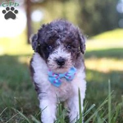 Jasper/Miniature Poodle									Puppy/Male	/7 Weeks,Meet Jasper, an adorable Mini Poodle with a heart full of charm. Bursting with energy, he’s always up for fun and adventure, making every moment exciting. His intelligence and loving personality allow him to connect with those around him, quickly becoming a favorite. Whether he’s chasing after his favorite toy or snuggling up for cozy downtime, his playful yet gentle nature makes him an ideal companion for any loving family!