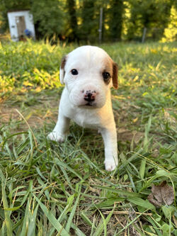 Adopt a dog:Amelia's Summer/German Wirehaired Pointer/Female/Baby,IF YOU ARE VIEWING THIS LISTING ON PETFINDER OR ADOPT-A-PET, please visit: Caninesandkittiesrescue.org to access adoption requirements, more information and pictures. 

Meet Amelia's Summer - Summer was born on 8/17/24. Summer will be ready to go to her forever home on October 12th when she is 8 weeks old. Our best guess on breed mix is German Short Hair Pointer/Hound (just a guess). Amelia is their mom (pic is included) and she has been an awesome mom who is very attentive to her puppies. Amelia has a sweet and gentle personality. The puppies are very sweet and are now moving around and enjoy being cuddled by their foster mom and dad. The puppies will require adopters who are at home a good portion of the day to continue training - no exceptions! 

This puppy is up to date on age-appropriate vaccines and microchipped. This puppy will need to be spayed at 6 months of age. The Adoption Fee for this puppy $400.00. 

The adoption fee for this dog is $400, which helps with the cost of routine vet care. This fee DOES NOT INCLUDE spay/neuter if the pup is not already spayed/neutered. If the animal you are adopting is not already spayed/neutered, you will be required to sign a contract legally obligating you to have the animal altered. A $100.00 fee will be returned to the adopter once the animal has been sterilized. We will provide information on this process during the approval process. 

***You must be at least 25 years of age to adopt from CKRescue*** 

 ***Note that puppy adoption fees most often help generate revenue that goes towards older, special needs animals that need our help. Surgeries, heartworm treatment, boarding costs and/or all things that often result in adoptable dogs and cats being left behind to be euthanized. So, adopting a puppy saves not just one life, but many! 

***Please note that our first step in approving adoption applicants is to complete a vet check. Vetting of current and past pets is very important to us, thus we will be speaking with the vet(s) listed on your application to ensure that your current and previous pet(s) are kept up to date on vaccines (including rabies), spayed or neutered, maintained on appropriate monthly preventatives and examined annually by your vet.*** 

Our organization cannot guarantee the exact breed of any animal in our care. The breed listed is based on any background we may have been provided, and/or the general appearance of the animal.

**Please visit www.caninesandkittiesrescue.org to complete our non-binding application.**