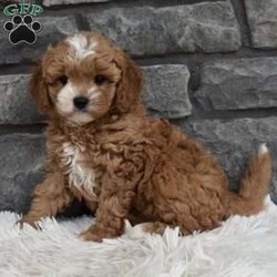 Mason/Cavapoo									Puppy/Male	/8 Weeks,I offer a one year health guarantee. Up to date on shots and dewormings. I’m looking for a loving indoor home. Shipping options are available anywhere in the US. All Sunday calls are returned on Mondays. Thanks Jon