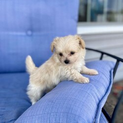 Davy/Pomapoo Puppy/Male /7 Weeks Davy/Pomapoo Puppy/Male /7 Weeks,Davy is a sweet Pomapoo puppy. He is living in our home with children and other family dogs. He is very social and outgoing. Davy is eating dry puppy food and weened from his mother . He has been vet checked , dewormed, and first set of shots! We play with Davy daily multiple times a day. Also, he is going out to grass for potty training . Call to come visit Davy or for any videos!
