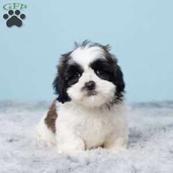 Monty/Shih Tzu									Puppy/Male	/9 Weeks,Woof…Woof! Hey it’s Monty! Monty is a very cute and cuddly Shihtzu puppy that is full of puppy kisses and will be sure to capture your heart with his sweet personality! He was born on July 24 to Mom (Cheyenne) and Dad (Jaxson). Mom weighs 12 lbs. and Dad weighs 14 lbs. So we expect Monty to weigh between 12 and 14 lbs. full grown. Monty is up to date on vaccines and dewormers and a 30 day health guarantee is offered by the breeder. A bag of food, treat, toy, blanky, and paperwork will be sent with Monty to his new home.