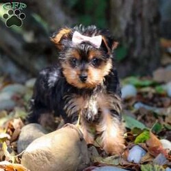 June/Yorkie									Puppy/Female	/11 Weeks,Meet June, a tiny AKC Yorkshire Terrier with a big heart and personality! This little girl is extremely playful and affectionate. With her silky coat and those bright, curious eyes, June is always ready to explore the world by your side. She’s sweet, outgoing, and she loves a good cuddle after a day of adventure. She is a true companion who will melt your heart with her loyalty and spunky spirit. Whether she’s chasing after toys or curling up in your lap, she knows how to bring joy to any ordinary day!