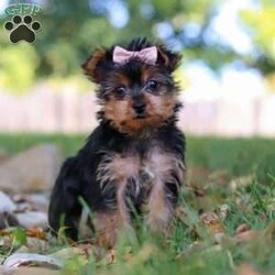June/Yorkie									Puppy/Female	/11 Weeks,Meet June, a tiny AKC Yorkshire Terrier with a big heart and personality! This little girl is extremely playful and affectionate. With her silky coat and those bright, curious eyes, June is always ready to explore the world by your side. She’s sweet, outgoing, and she loves a good cuddle after a day of adventure. She is a true companion who will melt your heart with her loyalty and spunky spirit. Whether she’s chasing after toys or curling up in your lap, she knows how to bring joy to any ordinary day!