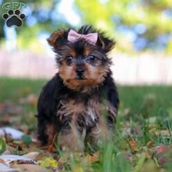 June/Yorkie									Puppy/Female	/11 Weeks,Meet June, a tiny AKC Yorkshire Terrier with a big heart and personality! This little girl is extremely playful and affectionate. With her silky coat and those bright, curious eyes, June is always ready to explore the world by your side. She’s sweet, outgoing, and she loves a good cuddle after a day of adventure. She is a true companion who will melt your heart with her loyalty and spunky spirit. Whether she’s chasing after toys or curling up in your lap, she knows how to bring joy to any ordinary day!
